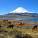 Parinacota. Wikimedia Commons